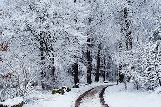 Into the snowy forest / In den verschneiten Wald | Bernhard Friess | Flickr