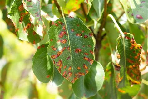 Pear Rust - Tree Top Nursery & Landscape Inc.