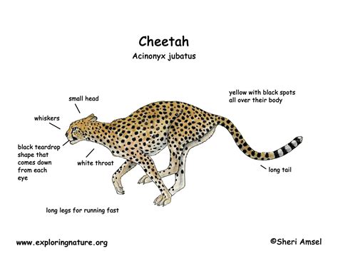 Diagram Of Cheetah