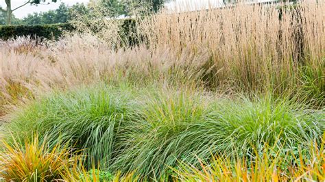 A Guide to Gardening with Ornamental Grasses | The Tree Center™