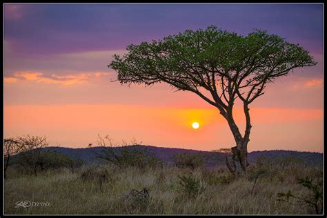 African Sunrise SAO Dzynz South Africa Safari Sunset Tree Zulu Nyala Purple Orange Landscape ...