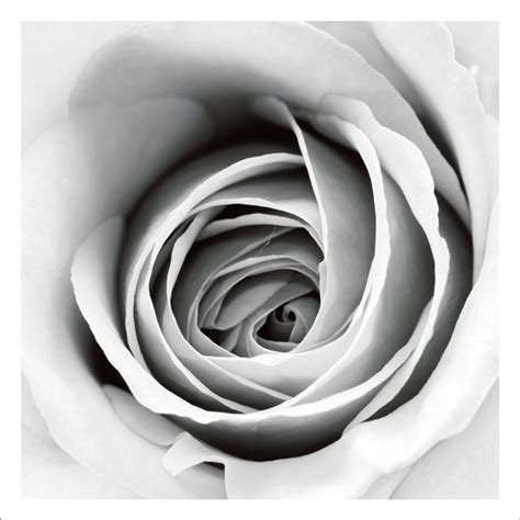 AGCP006 - Close Up White Rose - Photographic Card | Affirmations ...