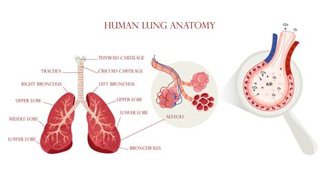 Lung anatomy, alveoli structure and gas exchange scheme 16069886 Vector Art at Vecteezy