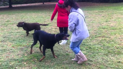 Crazy Doberman attacks owner - YouTube