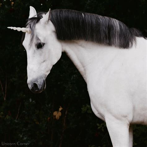 Unicorn Horn Browband / unicorn horn bridle attachment