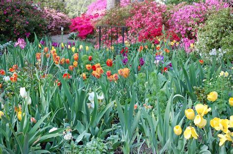 Spring 2008 in Chapel Hill NC (26) | Local resident's Flower… | Flickr