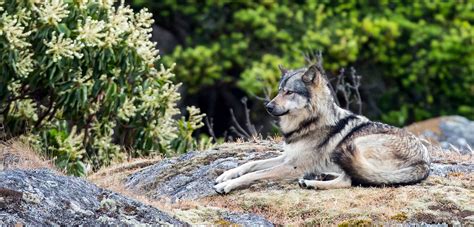 The Lone Wolf That Was Loved to Death | Hakai Magazine