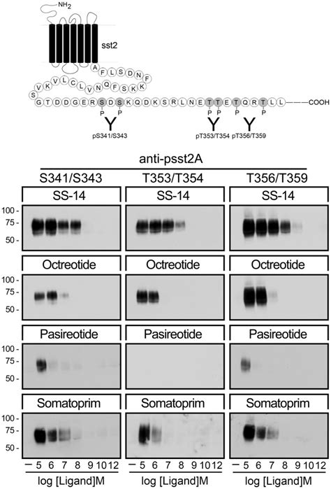 (Top) Schematic representation of the human sst2 receptor indicating ...