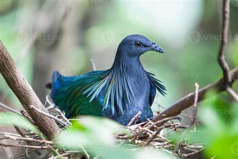 Nicobar Pigeon 1325018 Stock Photo at Vecteezy