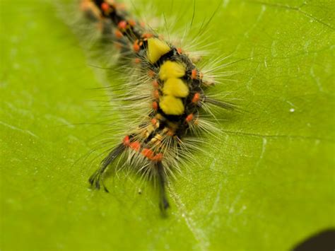 caterpillar with blonde mohawk | Love the colours of this ca… | Flickr