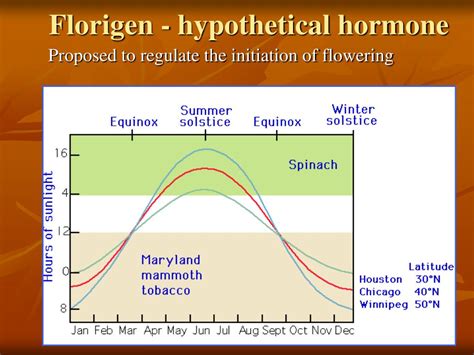 PPT - Plant Hormones PowerPoint Presentation, free download - ID:2969596