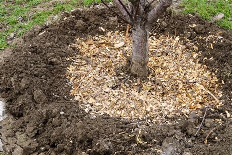 Mulching 101: The Benefits and Proper Techniques | Tree Doctors Inc.