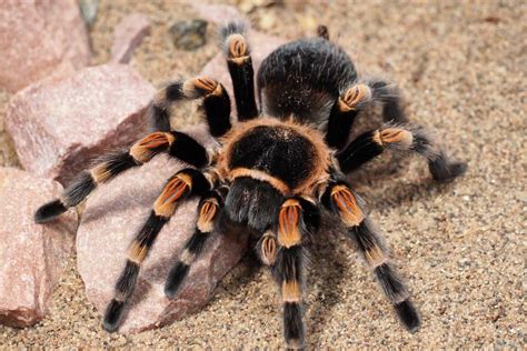 Brachypelma hamorii (ex. smithi) • 1/2" spiderlings • Arachnoiden