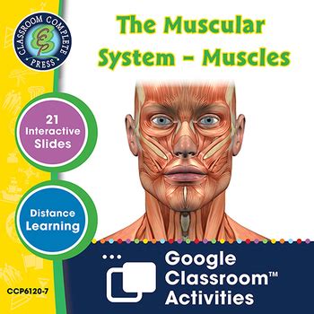 Cells, Skeletal & Muscular Systems: The Muscular System – Muscles -Google Slides