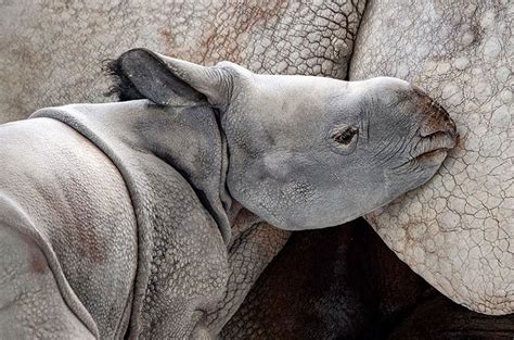 PICTURES: Indian one-horned rhino born through artificial insemination