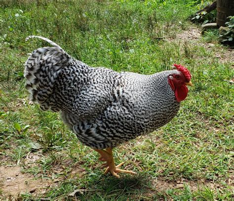 Handsome Dominique rooster : chickens