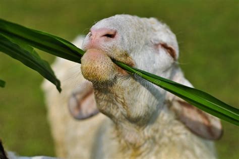 The sheep eat grass stock photo. Image of young, friendly - 22230250