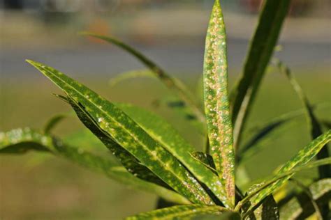 Oleander Diseases: Identifying And Treating Symptoms