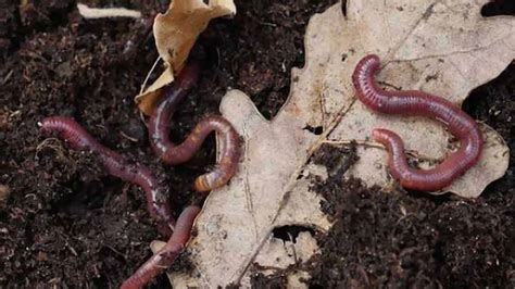 The Benefits of Worms in Garden Soil - Exmark's Backyard Life