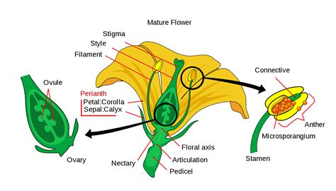 The Structure Of Flower