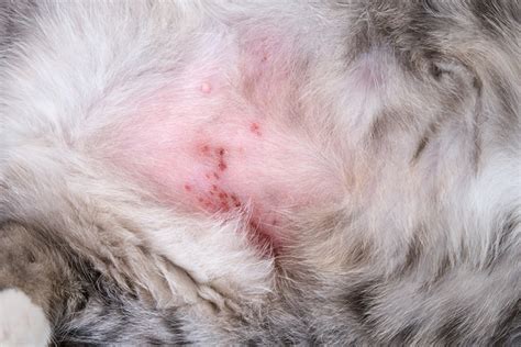 Miliary Dermatitis in Cats: Causes, Signs & Treatments (Vet Answer ...