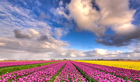 Pink Tulip flower field under blue cloudy sky during daytime, plenty, dutch HD wallpaper ...