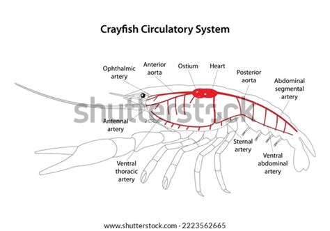 Crayfish Circulatory System White Background Stock Vector (Royalty Free) 2223562665 | Shutterstock