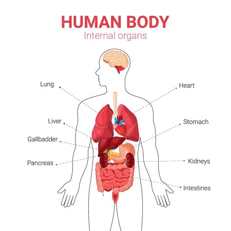 Premium Vector | Medical Education Chart of Biology for Human Body Organ System Diagram. Vector ...