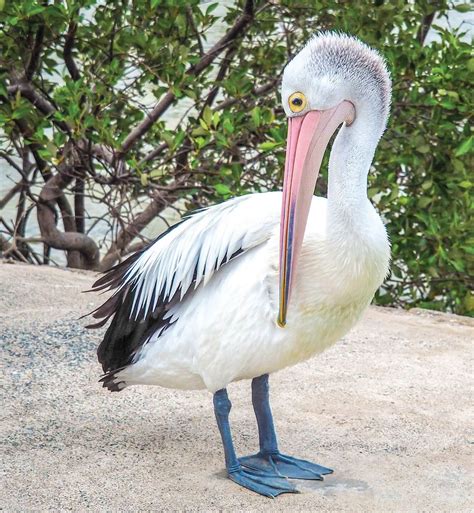 AUSTRALIAN PELICAN – PELECANUS CONSPICILLATUS | The Bribie Islander