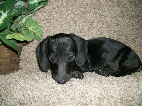 79+ Teacup Miniature Dachshund Puppies For Sale - l2sanpiero