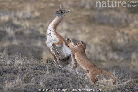 Nature Picture Library Mountain Lion (Puma concolor) hunting Guanaco (Lama guanicoe) male ...