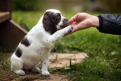 Puppy Training: What NOT to Do - All Dogs Unleashed Dallas