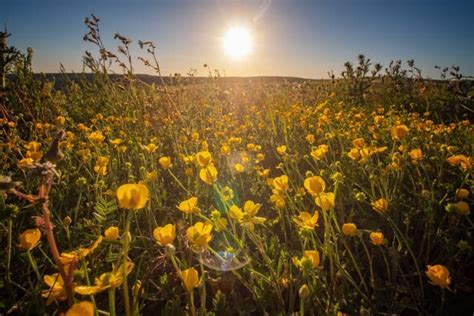 Bees flourishing thanks to new wildlife corridors in South Downs National Park | Guernsey Press