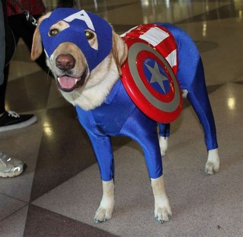 Another Awesome Gallery of Dog Cosplay