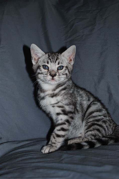 Silver Bengal Kitten- this may possibly be the only type of cat i'd ever get! Cute Cats And ...