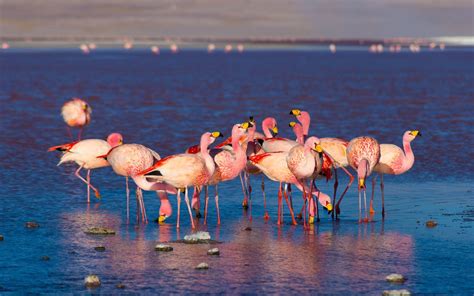 Laguna Colorada On The Bolivian Andes Pink Flamingos Photo Landscape 4k Ultra Hd Tv Wallpaper ...