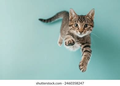 Funny Cat Flying Playful Cat Jumping Mid Air Looking Camera Isolated On ...