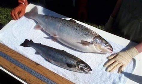 FDA lifts 2016 import ban on GMO AquAdvantage salmon, confirms fish ...