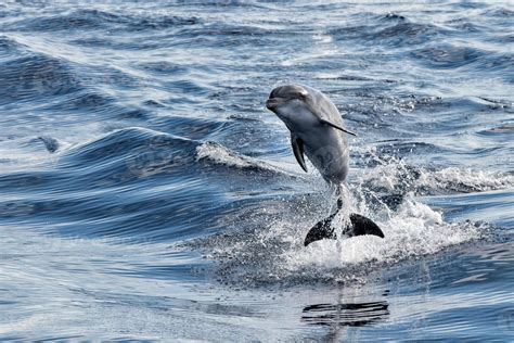 common dolphin jumping outside the ocean 12249630 Stock Photo at Vecteezy