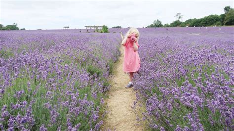 Mayfield Lavender Farm review - The Mummy Bubble