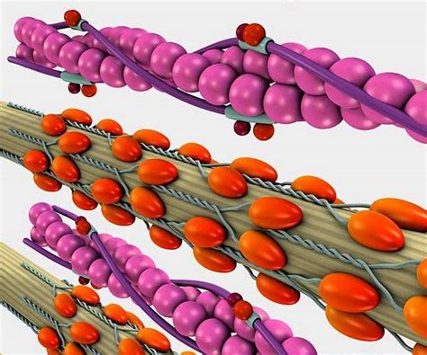 Artificial muscles stronger, more flexible than what's in body