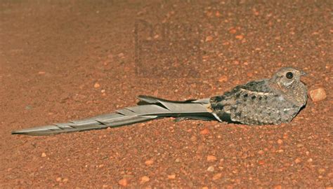 Pennant-Winged Nightjar in Uganda (“Caprimulgus vexillarius”) - Uganda Birding Safaris & Tours