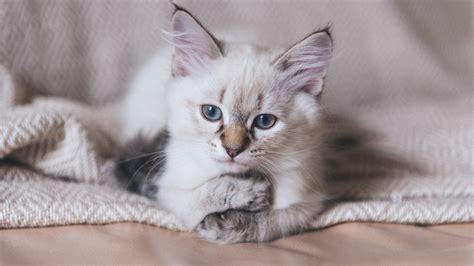 A Guide to Burmilla Cats – Breed Information and Advice – Gumtree Lifestyle