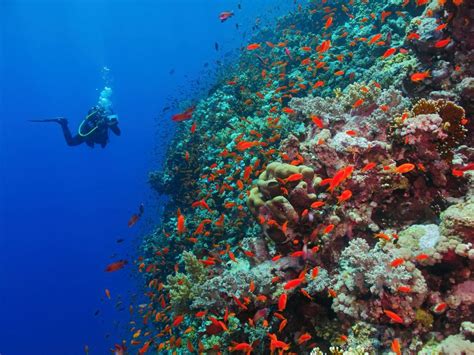 Best Scuba Diving In Goa Packages » Divesport.in