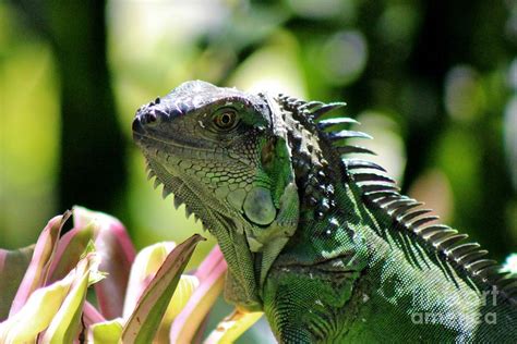 Green Iguana Lizard Photograph by Mesa Teresita | Fine Art America