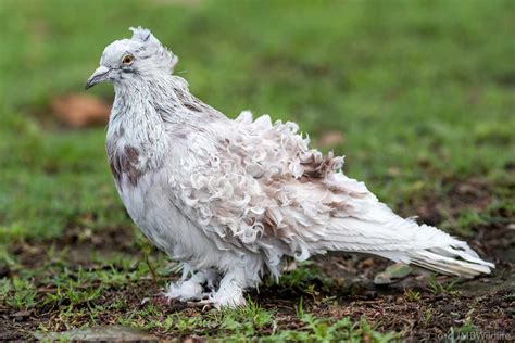 13 Most Bizarre Pigeon Breeds