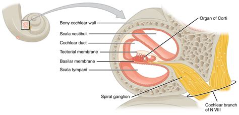 Useful Notes on the Structure of Cochlea