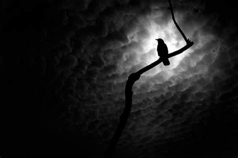 7 Things Ravens and Crows Can Symbolize in Literature - Bird Gap