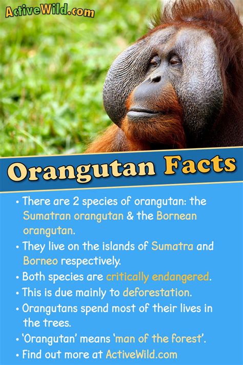 Orangutan Facts, Pictures, Video & Information. Discover A Critically Endangered Rainforest Ape ...