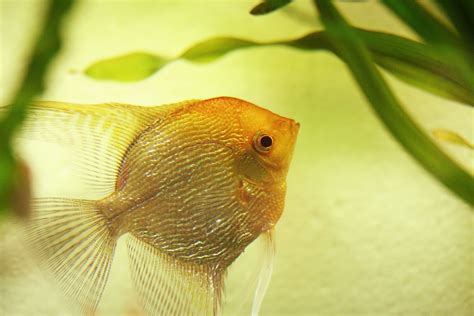 Gold Pearlscale Angelfish / ゴールデンダイアモンドエンゼル | Fish pet, Angel fish, Pets